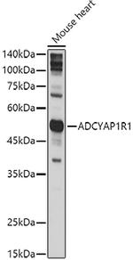 PACAP Receptor Antibody in Western Blot (WB)