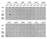 H3R2me2a Antibody in Dot Blot (DB)