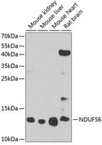 NDUFS6 Antibody in Western Blot (WB)