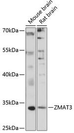 ZMAT3 Antibody in Western Blot (WB)