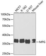 MPG Antibody in Western Blot (WB)