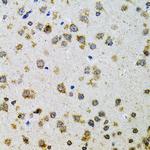 Prodynorphin Antibody in Immunohistochemistry (Paraffin) (IHC (P))