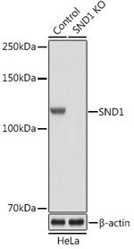 SND1 Antibody in Western Blot (WB)