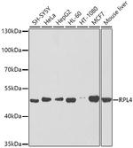 RPL4 Antibody in Western Blot (WB)