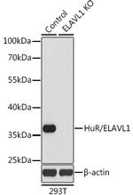 HuR Antibody in Western Blot (WB)