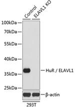 HuR Antibody