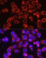 Osteocalcin Antibody in Immunocytochemistry (ICC/IF)