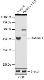 Flotillin 1 Antibody in Western Blot (WB)