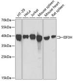 eIF3h Antibody in Western Blot (WB)