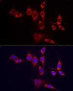 IDH2 Antibody in Immunocytochemistry (ICC/IF)