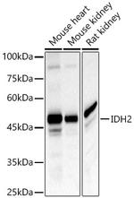 IDH2 Antibody in Western Blot (WB)