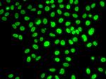 POLD3 Antibody in Immunocytochemistry (ICC/IF)