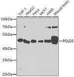 POLD3 Antibody in Western Blot (WB)