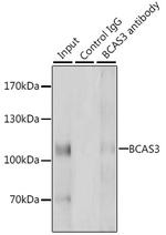 BCAS3 Antibody in Immunoprecipitation (IP)
