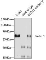 Beclin 1 Antibody in Immunoprecipitation (IP)