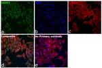 HSPE1 Antibody in Immunocytochemistry (ICC/IF)