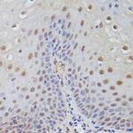 TET3 Antibody in Immunohistochemistry (Paraffin) (IHC (P))