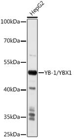 YBX1 Antibody in Western Blot (WB)