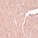 PGD Antibody in Immunohistochemistry (Paraffin) (IHC (P))