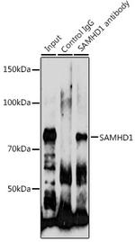 SAMHD1 Antibody in Immunoprecipitation (IP)