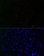 Centrin 3 Antibody in Immunocytochemistry (ICC/IF)