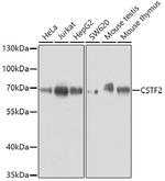 CSTF2 Antibody in Western Blot (WB)