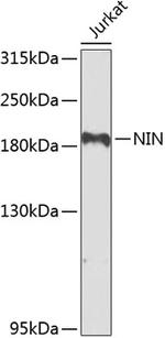 Ninein Antibody in Western Blot (WB)