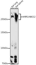 MRP2 Antibody in Western Blot (WB)