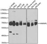 hnRNP L Antibody in Western Blot (WB)