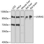 UVRAG Antibody in Western Blot (WB)