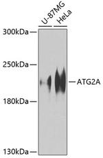 ATG2A Antibody in Western Blot (WB)