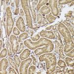 METTL4 Antibody in Immunohistochemistry (Paraffin) (IHC (P))