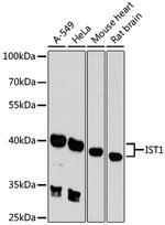 IST1 Antibody in Western Blot (WB)