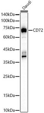 CD72 Antibody in Western Blot (WB)