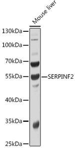 SERPINF2 Antibody in Western Blot (WB)