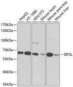 eIF3l Antibody in Western Blot (WB)