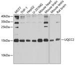 MNF1 Antibody in Western Blot (WB)