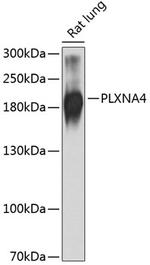 PLXNA4 Antibody in Western Blot (WB)