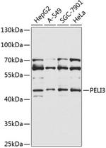 Pellino 3 Antibody in Western Blot (WB)