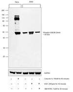 Phospho-GSK3B (Ser9) Antibody