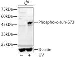 Phospho-c-Jun (Ser73) Antibody in Western Blot (WB)