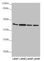 AKR7A2 Antibody in Western Blot (WB)