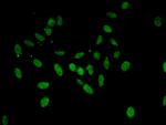 Annexin A11 Antibody in Immunocytochemistry (ICC/IF)