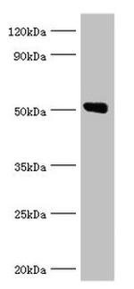 Annexin A11 Antibody in Western Blot (WB)