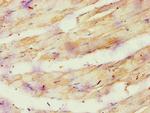 ATP Synthase O Antibody in Immunohistochemistry (Paraffin) (IHC (P))