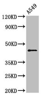 Cyclin B2 Antibody in Western Blot (WB)