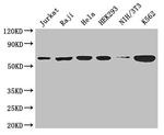 TCP-1 theta Antibody in Western Blot (WB)
