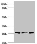 CLIC1 Antibody in Western Blot (WB)