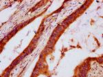 DHCR7 Antibody in Immunohistochemistry (Paraffin) (IHC (P))