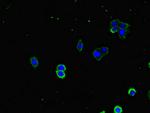 HDJ2 Antibody in Immunocytochemistry (ICC/IF)
